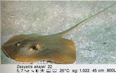 Dasyatis akajei
